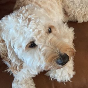 Meet your Posher, Joey